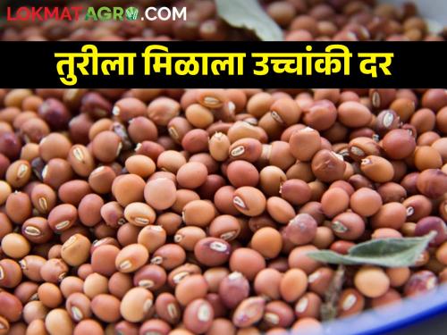 pigeon pea tur got the highest rate in Solapur; What is the market price? | तुरीला सोलापुरात मिळाला सर्वाधिक दर; काय मिळाला बाजारभाव