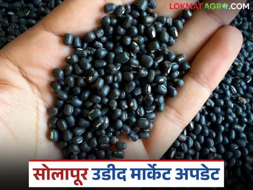 Arrivals of urad and mung beans increased in Solapur Agricultural Produce Market Committee but no purchases were made | सोलापूर कृषी उत्पन्न बाजार समितीत उडीद, मुगाची आवक वाढली पण खरेदी होईना