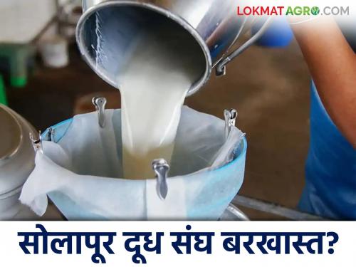 Solapur Milk Association Board of Directors likely to be dissolved and transferred to NDDB | सोलापूर दूध संघ संचालक मंडळ बरखास्त करून एनडीडीबीकडे वर्ग होण्याची शक्यता
