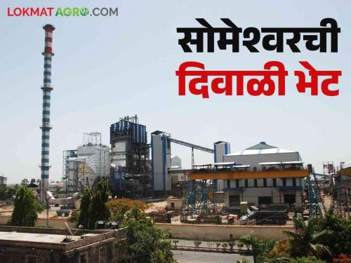 Someshwar Cooperative Sugar Factory will give Rs 320 per tone for Diwali | सोमेश्वर सहकारी साखर कारखाना दिवाळीसाठी देणार टनाला ३२० रुपये