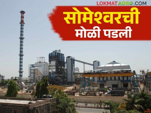 The Someshwar sugar factory will produce thirteen lakh tones of sugarcane crushing | आडसाली ऊस गाळपास प्राधान्य देत सोमेश्वर कारखाना करणार तेरा लाख टन गाळप