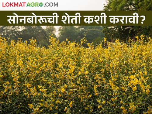 Latest News Cultivation of Sonboru as organic fertilizer see details | खत म्हणून सोनबोरूचा वापर का केला जातोय? वाचा सविस्तर 