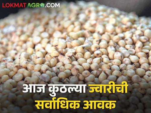 Latest News 02 april Todays Sorghum Market price in maharashtra bajar samiti | Sorghum Market : मालदांडी घसरली, शाळू चकाकली, सांगलीत मिळाला सर्वाधिक भाव, आजचे ज्वारीचे दर 