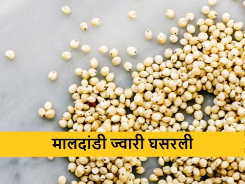 Latest News 26 march todays sorghum market price in maharashtra bajar samiti | लोकल ज्वारीला सर्वाधिक भाव, इतर ज्वारीला क्विंटलमागे काय भाव मिळाला? 