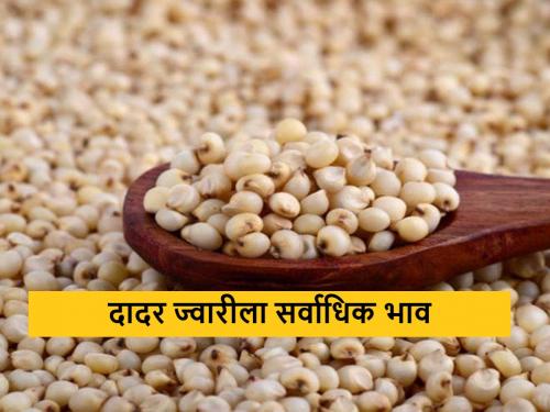 Latest News 12 april Todays Sorghum Market Price In maharashtra market yards | Sorghum Market : दादर ज्वारीला सर्वाधिक भाव, मालदांडीला काय भाव मिळाला? वाचा सविस्तर दर 