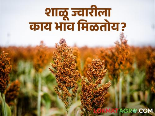 Latest News Todays Sorghum Market Price in market yards check here jawar bajarbhav | Jawar Bajarbhav : कुठल्या ज्वारीची आवक जास्त, वाचा कुठे-काय बाजारभाव मिळतोय? 