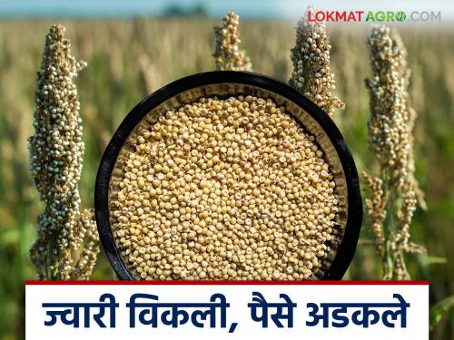 latest news Jowar Kharedi: Three months to purchase jowar; When will the payment be received? Read in detail | Jowar Kharedi : ज्वारी खरेदीला तीन महिने; चुकारे मिळणार कधी? वाचा सविस्तर