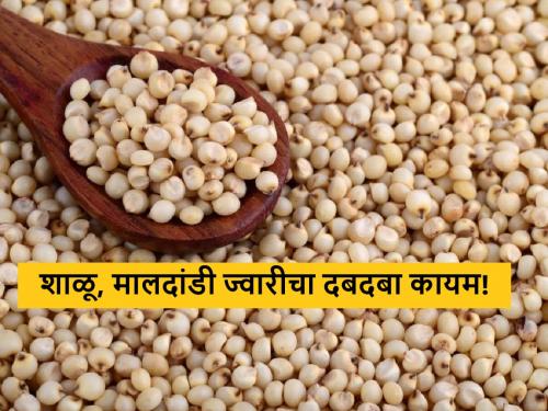 Latest News 22 april 2024 todays Sorghum Market Price in maharashtra market yards | Sorghum Market : शाळू, मालदांडी ज्वारीचा जोर कायम, आज सरासरी भाव काय मिळाला? 