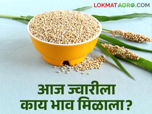 Latest News Todays Sorghum market price in market yard see details | Sorghum Market : मुंबईत ज्वारीची सर्वाधिक आवक, तर लोकल ज्वारीला चांगला भाव, आजचे सविस्तर दर 