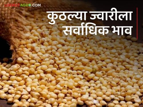 Latest news 27 April 2024 todays sorghum market price in maharashtra market yards | Sorghum Market : अकोला बाजारात काळ्या ज्वारीची एंट्री, काय मिळाला बाजारभाव, वाचा सविस्तर 