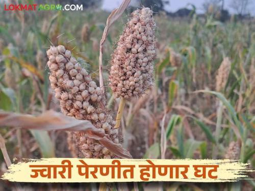 There is a possibility of a decrease in the area under the sorghum crop this year in the Solapur due to return rain | परतीच्या पावसामुळे ज्वारीच्या कोठारात यंदा ज्वारीखालील क्षेत्रात घट होण्याची शक्यता