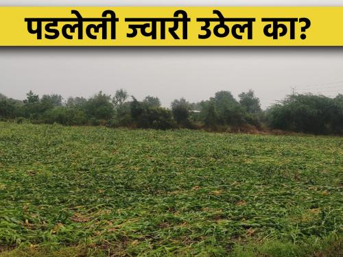 Farmer brothers; Fallen sorghum crop rises but when? | जेव्हा गारपीटीनंतर पडलेली ज्वारी पुन्हा उभी राहिली