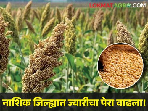 Latest News Sorghum sowing in Nashik district 179 percent | नाशिक जिल्ह्यात ज्वारीचा पेरा वाढला! दर चांगला मिळणार का? 