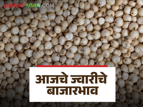 Latest News Todays Sorghum maize and tur market price in market yards | Sorghum Market : पांढऱ्या ज्वारीला सरासरी काय भाव मिळाला? वाचा आजचे ज्वारीचे बाजारभाव 