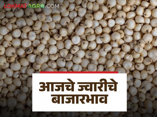 Latest news Todays Sorghum Market Price in pune and other district check details | Sorghum Market : मालदांडीनंतर 'या' ज्वारीला सर्वाधिक भाव मिळाला? वाचा आजचे सविस्तर दर