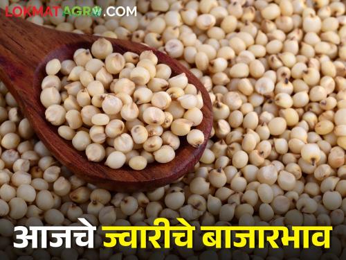 Latest News Todays sorghum market price in jalgaon and ither market yard see details | जळगाव बाजार समितीत दादर ज्वारीची कमाल? जाणून घ्या आजचे ज्वारीचे बाजारभाव 