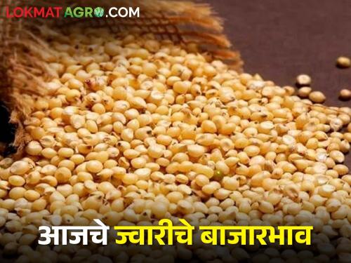 Latest News Todays Sorghum market Price in pune and tuljapur see details | तुळजापूर बाजार समितीत पांढऱ्या ज्वारीला काय भाव मिळाला? आजचे दर पाहुयात  