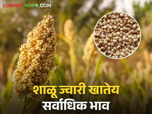 Sorghum Market Update Inflow of sorghum increased in the state; Read what rates are available | Sorghum Market Update राज्यात ज्वारीची आवक वाढली; वाचा काय मिळतोय दर