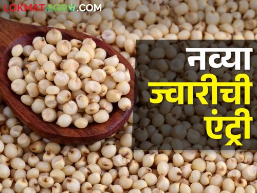 New sorghum hit the market; Where is the rate that has reached seven thousand now? | बाजारात आली नवीन ज्वारी; सात हजारांवर पोहोचलेला दर आता कुठे