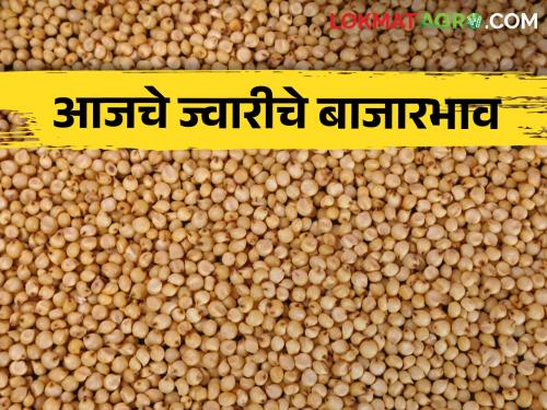 Latest News Todays Sorghum market price in maharashtra bajar samiti | Sorghum Market : ज्वारीची आवक घटली, सर्वसाधारण ज्वारीला चांगला बाजारभाव मिळाला? वाचा सविस्तर 