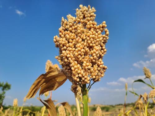 International Nutritious Cereal Millet Year 2023 | आंतरराष्ट्रीय पौष्टिक भरडधान्य मिलेट वर्ष २०२३