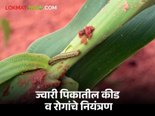 Integrated Management of Pests and Diseases in Sorghum | ज्वारी पिकातील कीड व रोगांचे एकात्मिक व्यवस्थापन