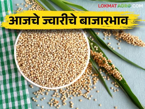 Latest News 15 march Todays sorghum market prices know today's rates | पांढऱ्या ज्वारीला सर्वाधिक भाव, मालदांडीचा भाव घसरला, जाणून घ्या आजचे दर 