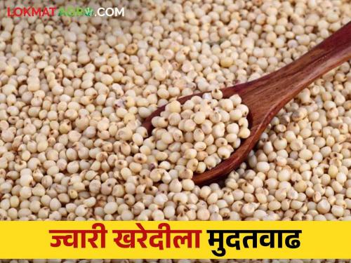 Extension of deadline till 31st August for procurement of rabi jowar from marketing Federation | पणन महासंघाकडून रब्बी ज्वारी खरेदीकरिता ३१ ऑगस्टपर्यंत मुदतवाढ