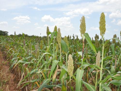 Sorghum area will increase; Wheat, onion and gram will decrease | ज्वारीचे क्षेत्र वाढणार; गहू, कांदा हरभरा घटणार