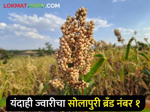 Solapur is number 1 in sorghum cultivation | ज्वारी पिकवण्यात सोलापूर नंबर १