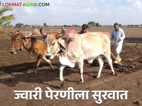 Jowar Perani : Sowing of jowar is delayed due to return rains this year | Jowar Perani : यंदा परतीच्या पावसामुळे ज्वारीच्या पेरण्याला उशीर