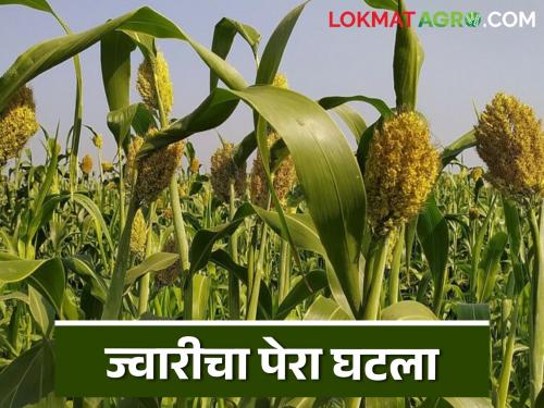 There is also a big increase in those who eat sorghum bhakari, but there is a big decrease in sowing | ज्वारीची भाकरी खाणाऱ्यामध्येही मोठी भर पण पेरणीत मात्र मोठी घट