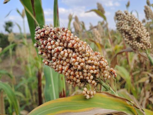 Climate change and changing cropping pattern | हवामान बदल आणि बदलती पिक पद्धती