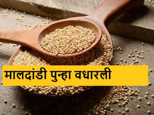 Latest News 10 april Todays Sorghum Market Price In maharashtra market yards | Sorghum Market : हायब्रीड ज्वारीची आवक वाढली, मालदांडी पुन्हा वधारली, असे आहेत आजचे दर 