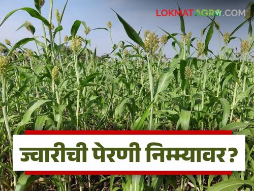 latest news Jowar Sowing: Kharif jowar area decreased in the state; Know the reason | Jowar Sowing: राज्यात खरीप ज्वारीचे क्षेत्र घटले; जाणून घ्या काय आहे कारण