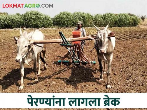 Kharif Perani: Rainfall 106 percent; Sowing done is only 56 percent | Kharif Perani पाऊस झाला १०६ टक्के; पेरण्या मात्र ५६ टक्केच