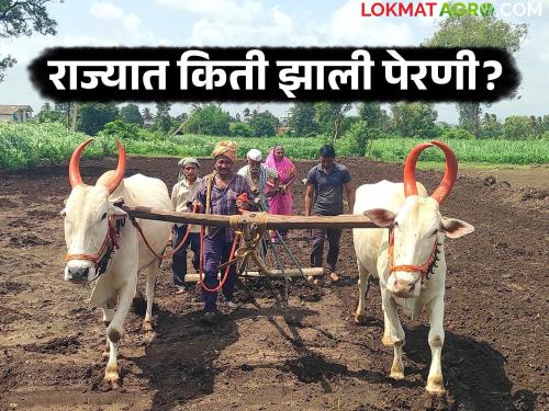 Kharif sowing on 11.70 lakh hectares in the state; Which crop was sown the most? | राज्यात ११.७० लाख हेक्टरवर खरीप पेरण्या; कोणत्या पिकाची झाली सर्वाधिक पेरणी?