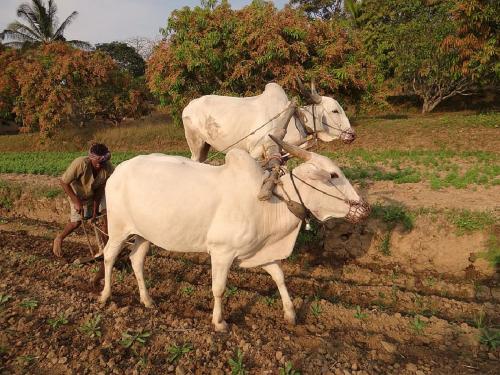 Check the statistics of how much rain has fallen and how much sowing has been done in your district | तुमच्या जिल्ह्यात किती पाऊस पडला व किती पेरण्या झाल्या पहा आकडेवारी