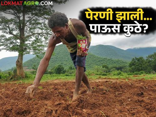 latest news Kharif Season: 90 percent sowing completed in Marathwada; Still, farmers are waiting for heavy rains | Kharif Season : मराठवाड्यात ९० टक्के पेरणी पूर्ण; तरीही शेतकऱ्यांना मोठ्या पावसाची प्रतीक्षा