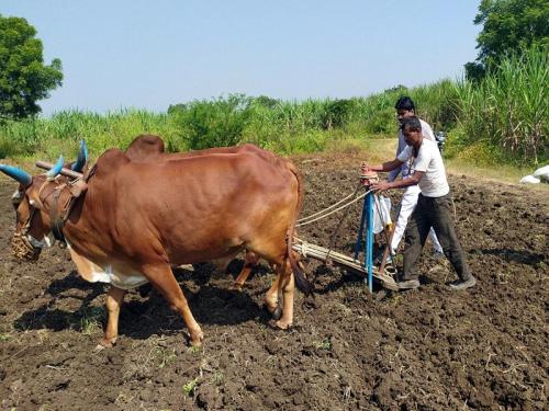 Double sowing crisis in Jalna district; Sugarcane dried in Dharashiv | जालना जिल्ह्यात दुबार पेरणीचं संकट; धाराशिवमध्ये ऊस जळाला