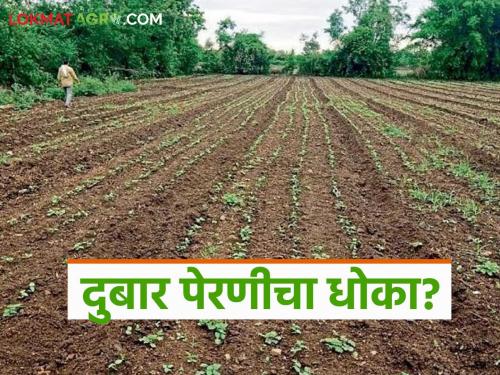 latest news Marathwada Sowing: No water for farmers' hard work; Risk of double sowing? Read in detail | Marathwada Sowing : शेतकऱ्यांच्या कष्टांना पाणी नाही; दुबार पेरणीचा धोका? वाचा सविस्तर