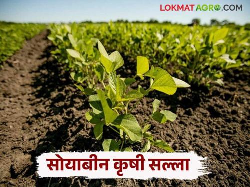 Latest News Soyabean Farm Care Control these pests to avoid a decline in soybean production | Soyabean Farming : सोयाबीनच्या उत्पादनात घट टाळायची असल्यास 'या' किडींचे नियंत्रण करा