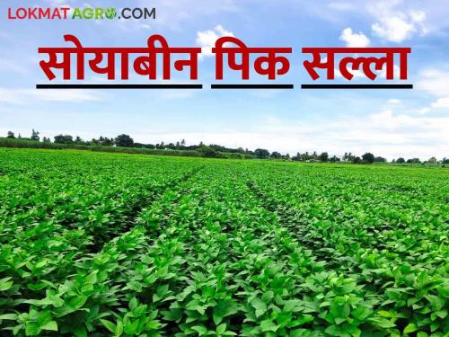 Spray only the recommended pesticides on the soybean crop | सोयाबीन पिकावर शिफारस केलेल्या कीटकनाशकांचीच फवारणी करा