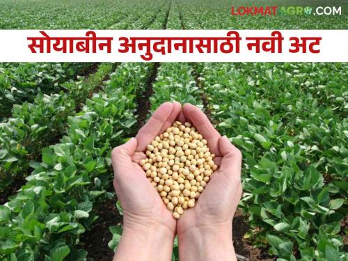 Soybean Anudan : Condition of submission of affidavit to joint account holders for last year soybean subsidy | Soybean Anudan : गेल्यावर्षीचे सोयाबीन अनुदानासाठी सामुदायिक खातेदारांना प्रतिज्ञा पत्र सादर करण्याची अट