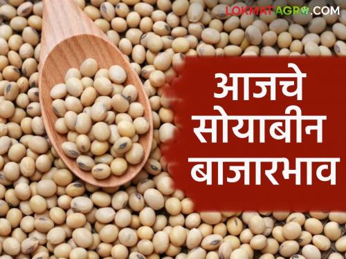 latest News soyabean bajarabhav 1 lakh 50 thousand arrival of soyabean see market price | Soyabean Bajarbhav : राज्यात सोयाबीनची दीड लाख क्विंटलची आवक, काय बाजारभाव मिळाला? 