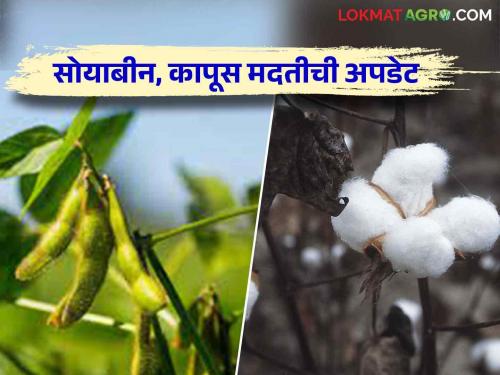 Kapus Soybean Anudan : Cotton, Soybean subsidy list is not listed then do this | Kapus Soybean Anudan : कापूस, सोयाबीन मदतीच्या यादीत नाव नाही आलं मग हे करा