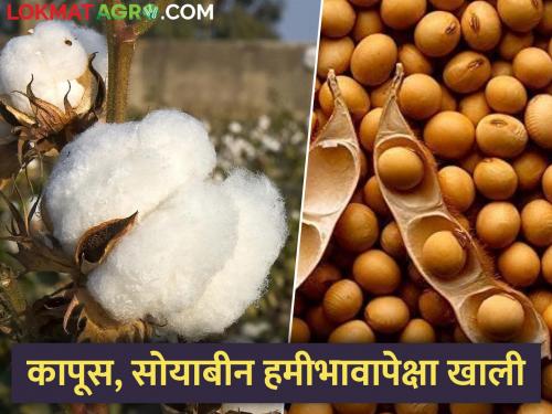 Cotton and soybeans were store as the price will increase, but the market price is below the msp minimum support price | दर वाढेल म्हणून कापूस अन् सोयाबीनची साठवणूक केली, बाजारभाव गेले मात्र हमीभावापेक्षा खाली