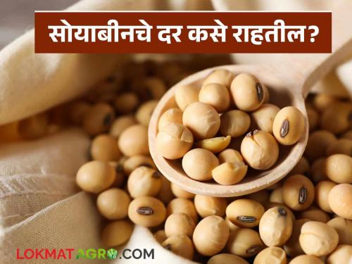latest News Soyabean Market How will soybean prices remain after MSP is announced Read in detail | Soyabean Market : MSP जाहीर केल्यांनतर साेयाबीनचे दर कसे राहतील? वाचा सविस्तर 