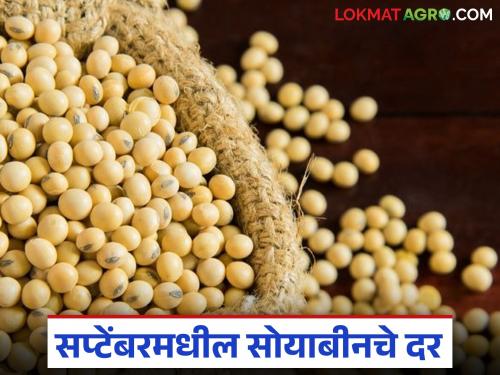 Latest News Soyabean Market What will be the soybean prices in September 2025, read in detail | Soyabean Market : चालू सप्टेंबर 2025 मध्ये सोयाबीनचे दर काय राहतील, वाचा सविस्तर 