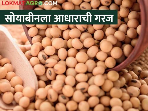 What is happening is that the market price of soybeans does not increase | असं काय घडतंय की सोयाबीनचा बाजारभाव वाढेना